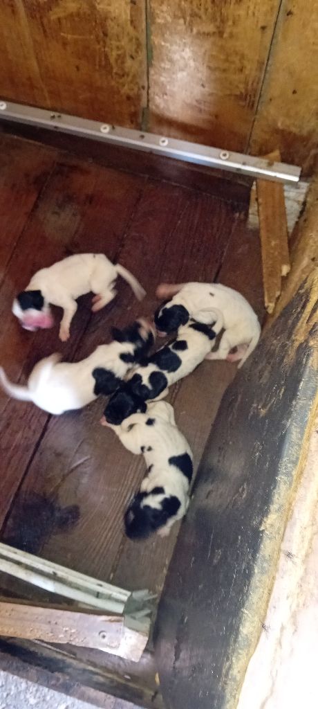 CHIOTS!!